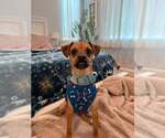 Small #2 Chihuahua Mix