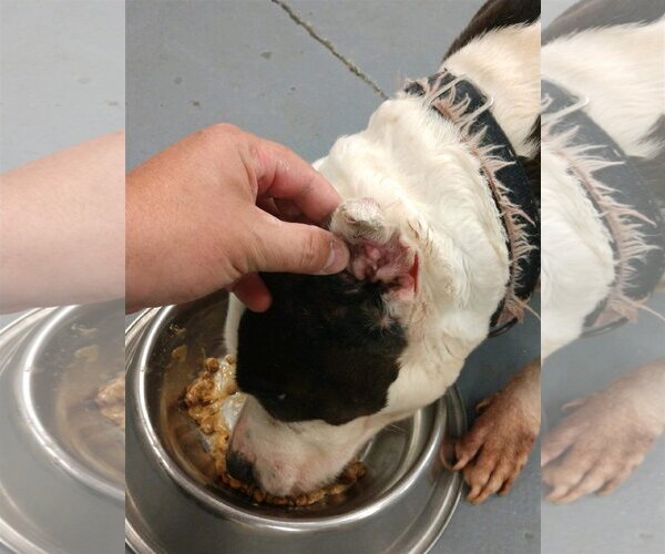 Medium Photo #9 American Pit Bull Terrier-Unknown Mix Puppy For Sale in Spotsylvania, VA, USA