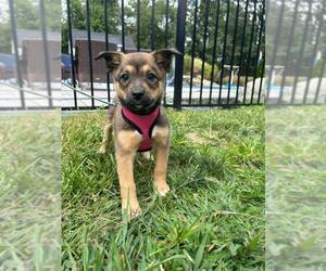 Beagle-Huskies  Mix Dogs for adoption in Spring Lake, NJ, USA