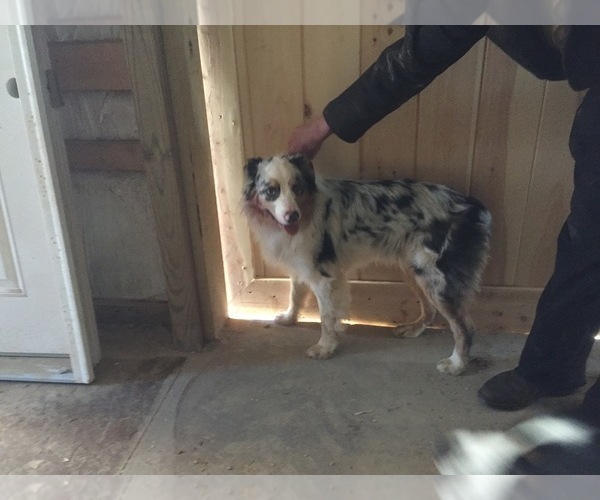Medium Photo #1 Australian Shepherd Puppy For Sale in DRUMORE, PA, USA