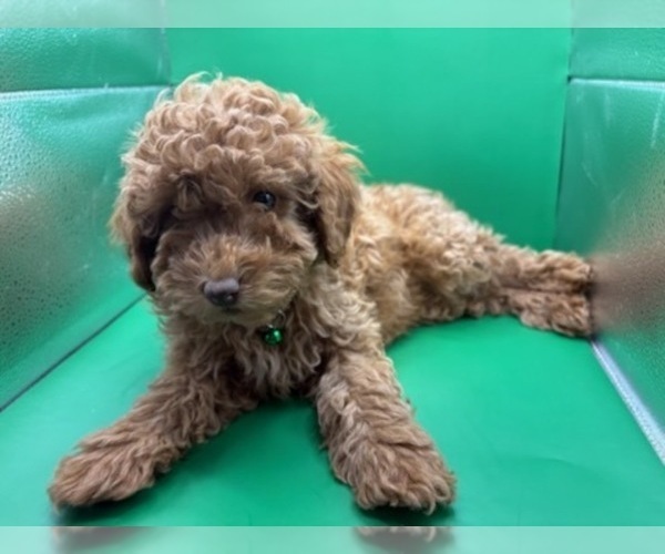 Medium Photo #6 Poodle (Miniature) Puppy For Sale in BLUE MOUND, TX, USA