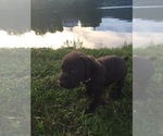Small Photo #7 German Shorthaired Pointer Puppy For Sale in SUMMERSVILLE, WV, USA