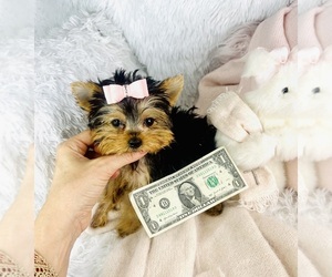 Yorkshire Terrier Puppy for sale in MIAMI BEACH, FL, USA