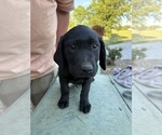 Small Labrador Retriever