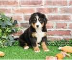 Small #10 Bernese Mountain Dog