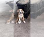 Small #1 American Staffordshire Terrier Mix
