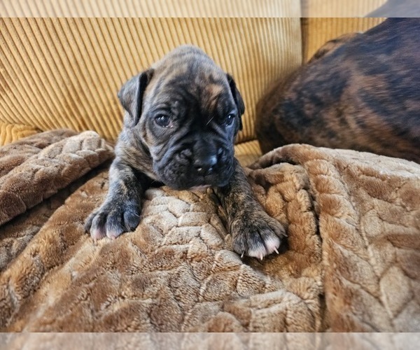 Medium Photo #1 Boxer Puppy For Sale in COMMERCE CITY, CO, USA