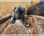 Puppy Diesel Boxer