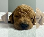 Puppy Puppy 7 Biscui Goldendoodle
