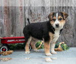 Small Photo #4 Australian Cattle Dog-Miniature Australian Shepherd Mix Puppy For Sale in SULLIVAN, OH, USA