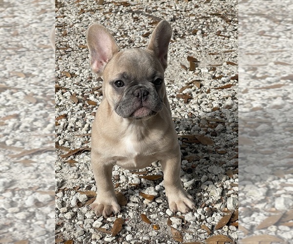 Medium Photo #1 French Bulldog Puppy For Sale in FORT MYERS, FL, USA