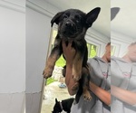 Puppy Purple German Shepherd Dog
