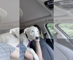 Small #6 American Pit Bull Terrier-Great Pyrenees Mix