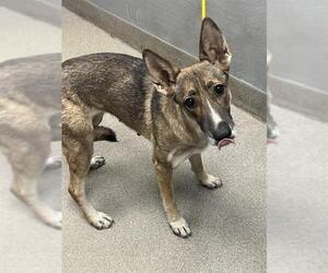 German Shepherd Dog-Unknown Mix Dogs for adoption in Las Vegas, NV, USA