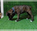 Small Photo #3 Boxer Puppy For Sale in NEW PORT RICHEY, FL, USA