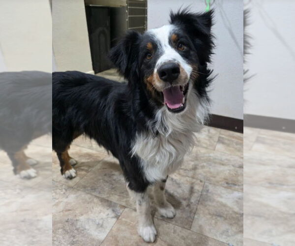 Medium Photo #1 Border Collie-Unknown Mix Puppy For Sale in Lakewood, CO, USA