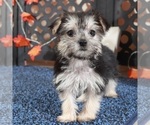 Small #3 Yo-Chon