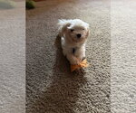 Small Photo #2 Maltese Puppy For Sale in St. Louis Park, MN, USA