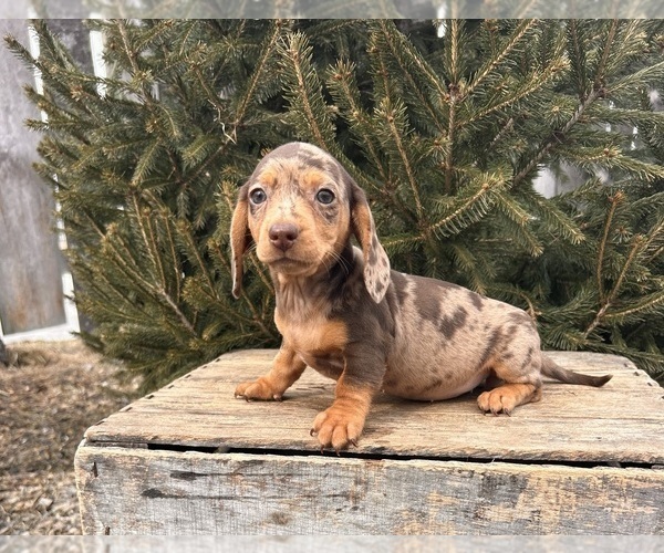 Medium Photo #3 Dachshund Puppy For Sale in MIDDLEBURY, IN, USA