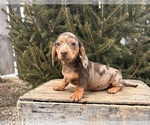 Small #2 Dachshund