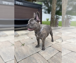 French Bulldog Puppy for sale in NORTH FORT MYERS, FL, USA