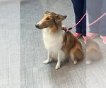 Small #1 Collie
