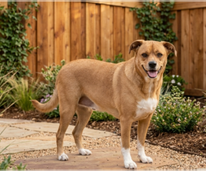 Labbe Dogs for adoption in Genesee, WI, USA