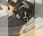 Small #1 Boxer