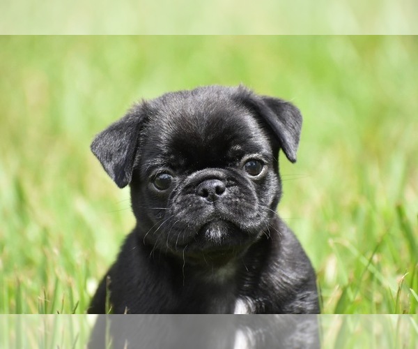 Medium Photo #3 Pug Puppy For Sale in PALM COAST, FL, USA