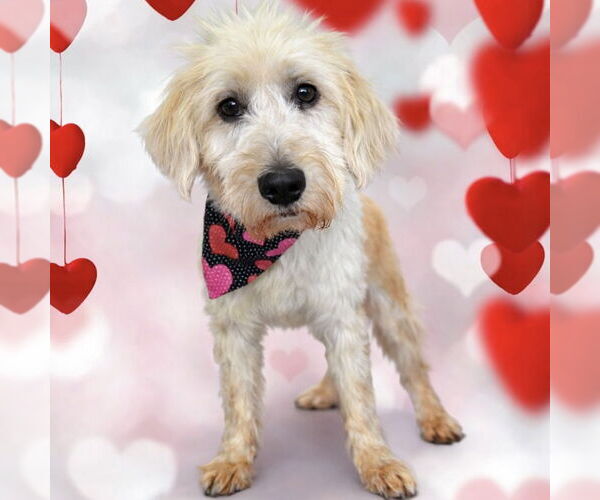 Medium Photo #5 Retriever -Unknown Mix Puppy For Sale in Newport Beach, CA, USA