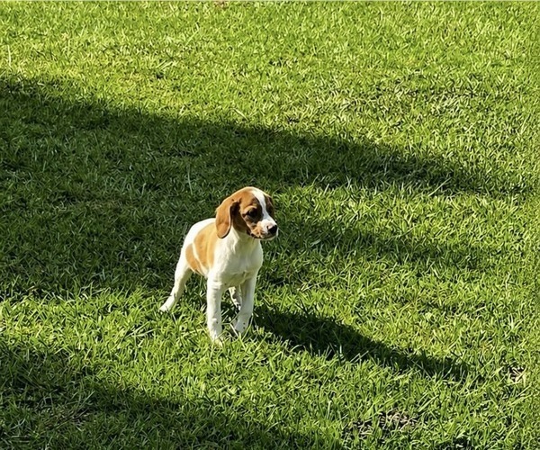 Medium Photo #4 Brittany Puppy For Sale in ORRUM, NC, USA