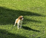 Small #3 Brittany