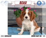Small Photo #43 Cavalier King Charles Spaniel Puppy For Sale in GOSHEN, IN, USA