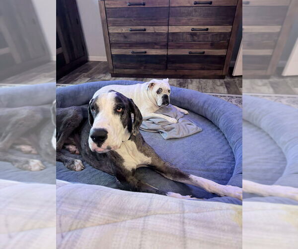 Medium Photo #2 Great Dane Puppy For Sale in Bullard, TX, USA