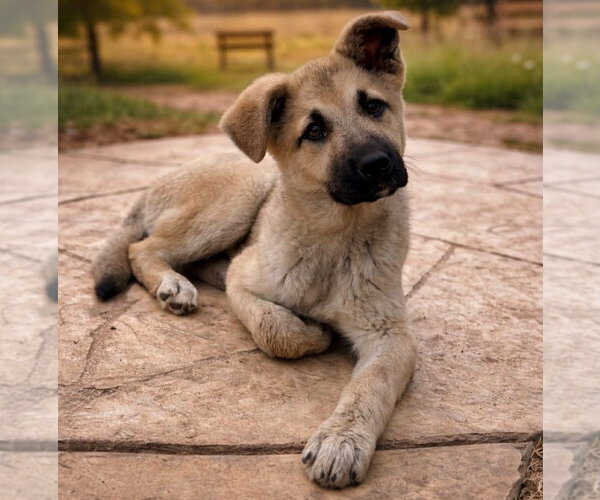 Medium Photo #1 Mutt Puppy For Sale in Canton, CT, USA