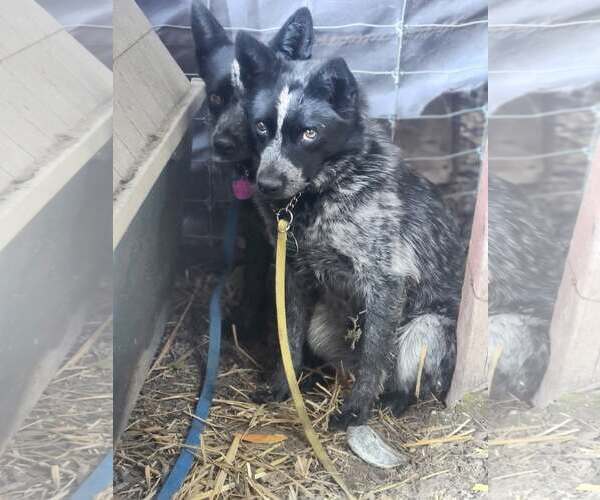 Medium Photo #3 Mutt Puppy For Sale in Paso Robles, CA, USA