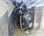 Small #2 Mutt