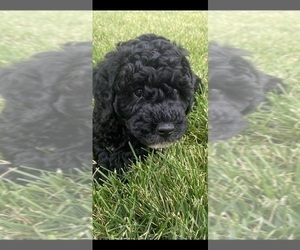 Goldendoodle-Poodle (Miniature) Mix Puppy for sale in LEHI, UT, USA