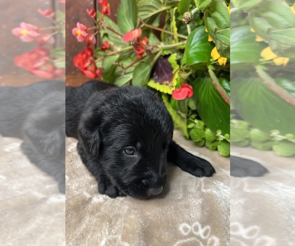 Medium Photo #10 Labrador Retriever Puppy For Sale in NEOLA, WV, USA