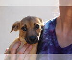 Small #1 Chihuahua