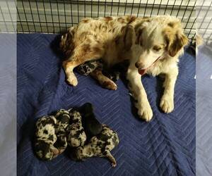 Mother of the Aussiedoodle Miniature  puppies born on 02/22/2023