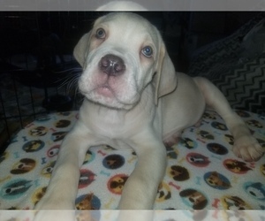 Cane Corso Puppy for sale in FAIRFIELD, CA, USA