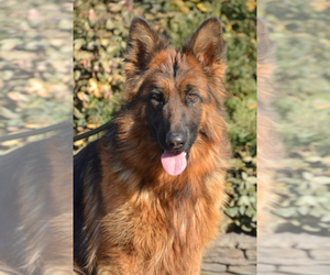 Mother of the German Shepherd Dog puppies born on 03/01/2026