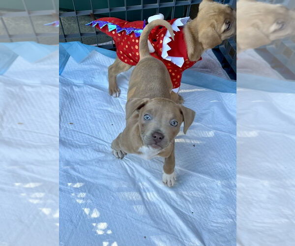 Medium Photo #2 Mutt Puppy For Sale in Mooresville, NC, USA