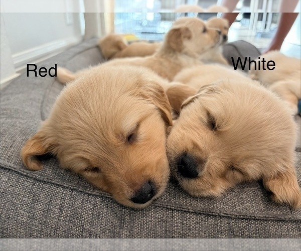 Medium Photo #33 Golden Retriever Puppy For Sale in PHOENIX, AZ, USA