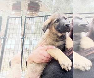 --German Shepherd Dog Mix Puppy for sale in VERNAL, UT, USA