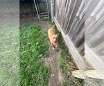 Small #1 American Staffordshire Terrier-Labrador Retriever Mix