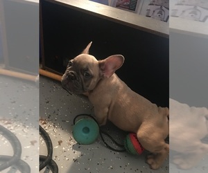 French Bulldog Puppy for sale in MORENO VALLEY, CA, USA