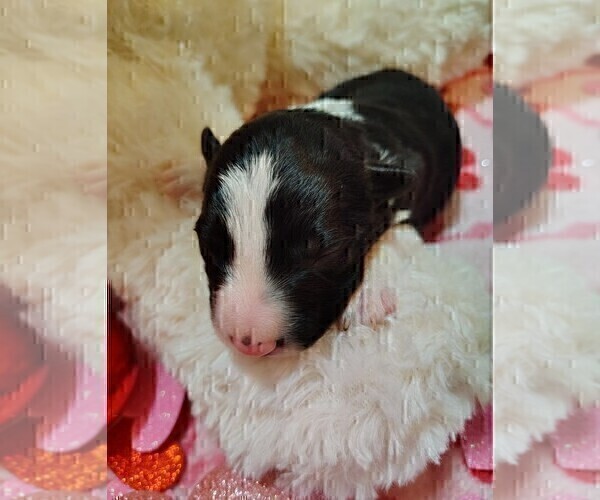 Medium Photo #37 Border Collie Puppy For Sale in NORBORNE, MO, USA
