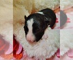 Small #36 Border Collie